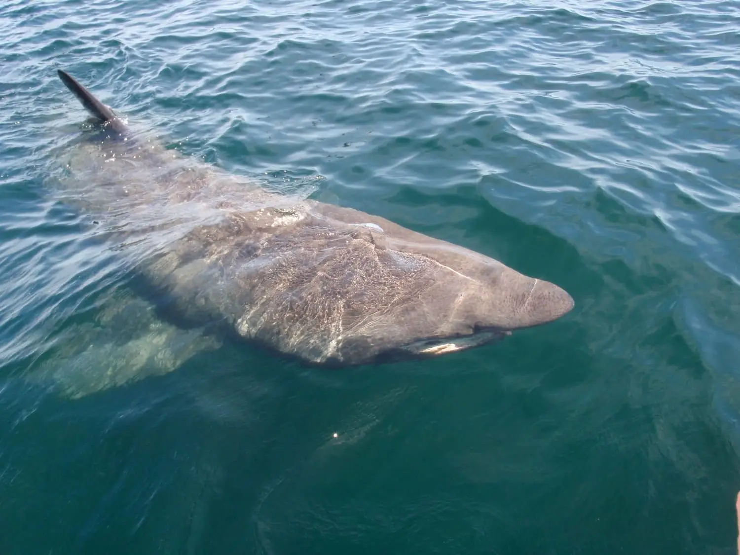 A basking shark at the surface seen from a boat, its tall dark dorsal fin standing clear of the water and the broad, blunt snout and huge gill region visible just beneath.