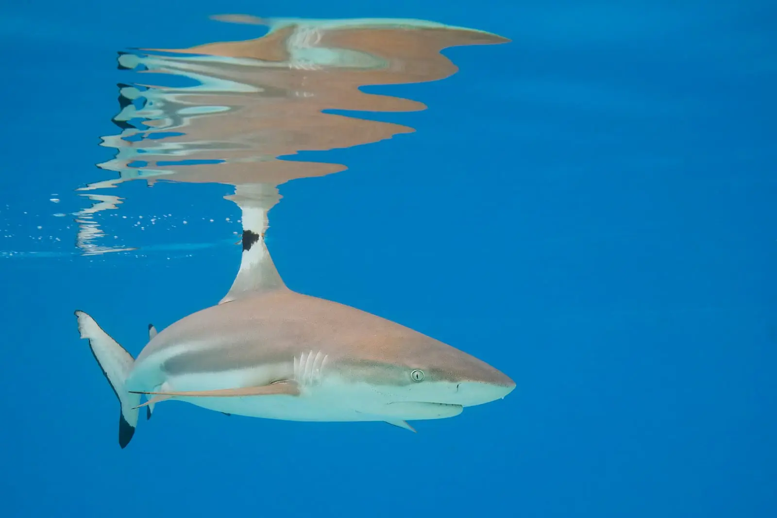 A blacktip reef shark cruising just beneath a flat calm surface with its own reflection above it, the black tips on the first dorsal and pectoral fins clearly visible.