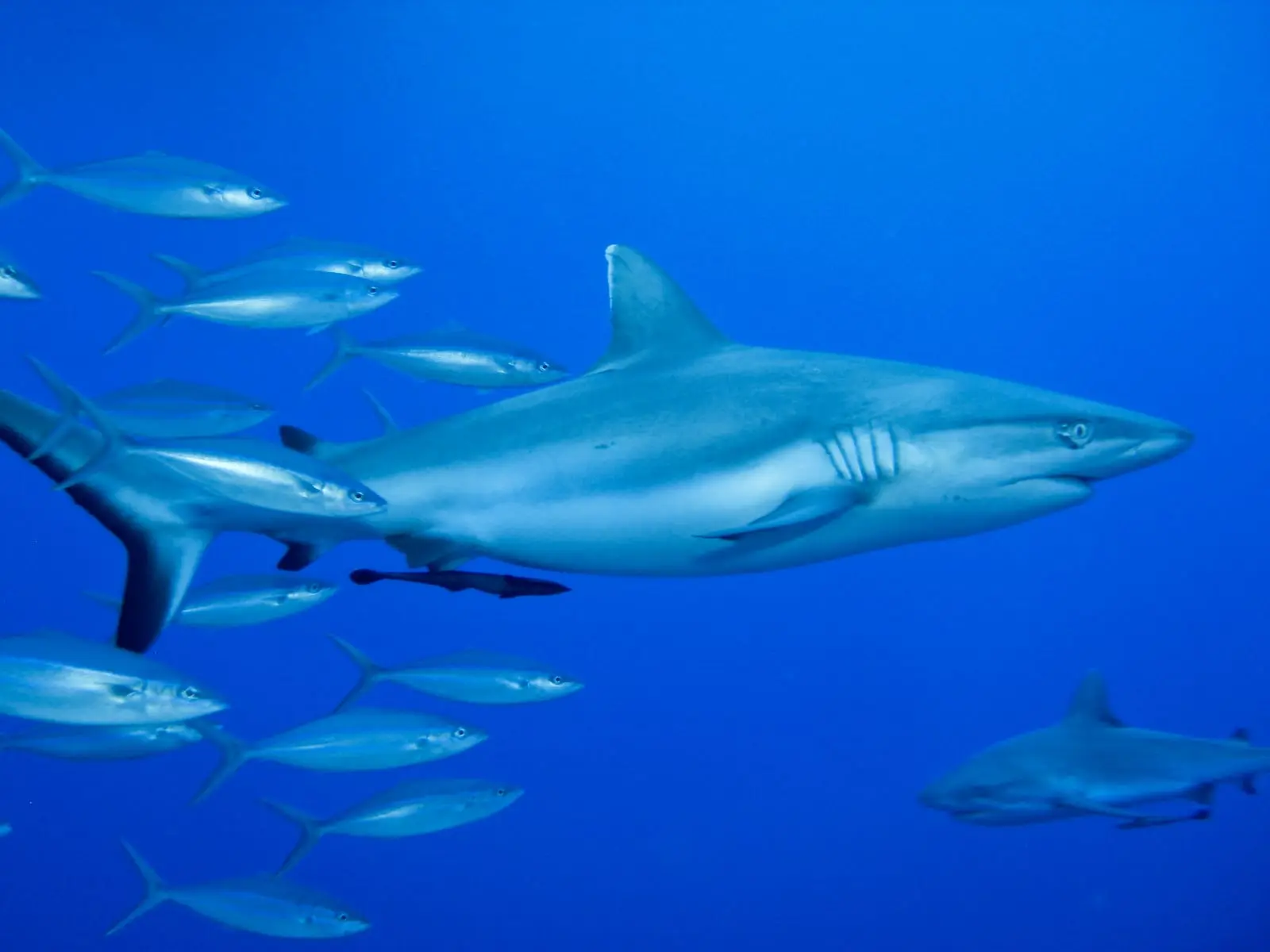 A grey reef shark cruising in open blue water beside a school of jacks, its blunt snout and the dark trailing edge of its tail clearly visible, with a second shark further back.