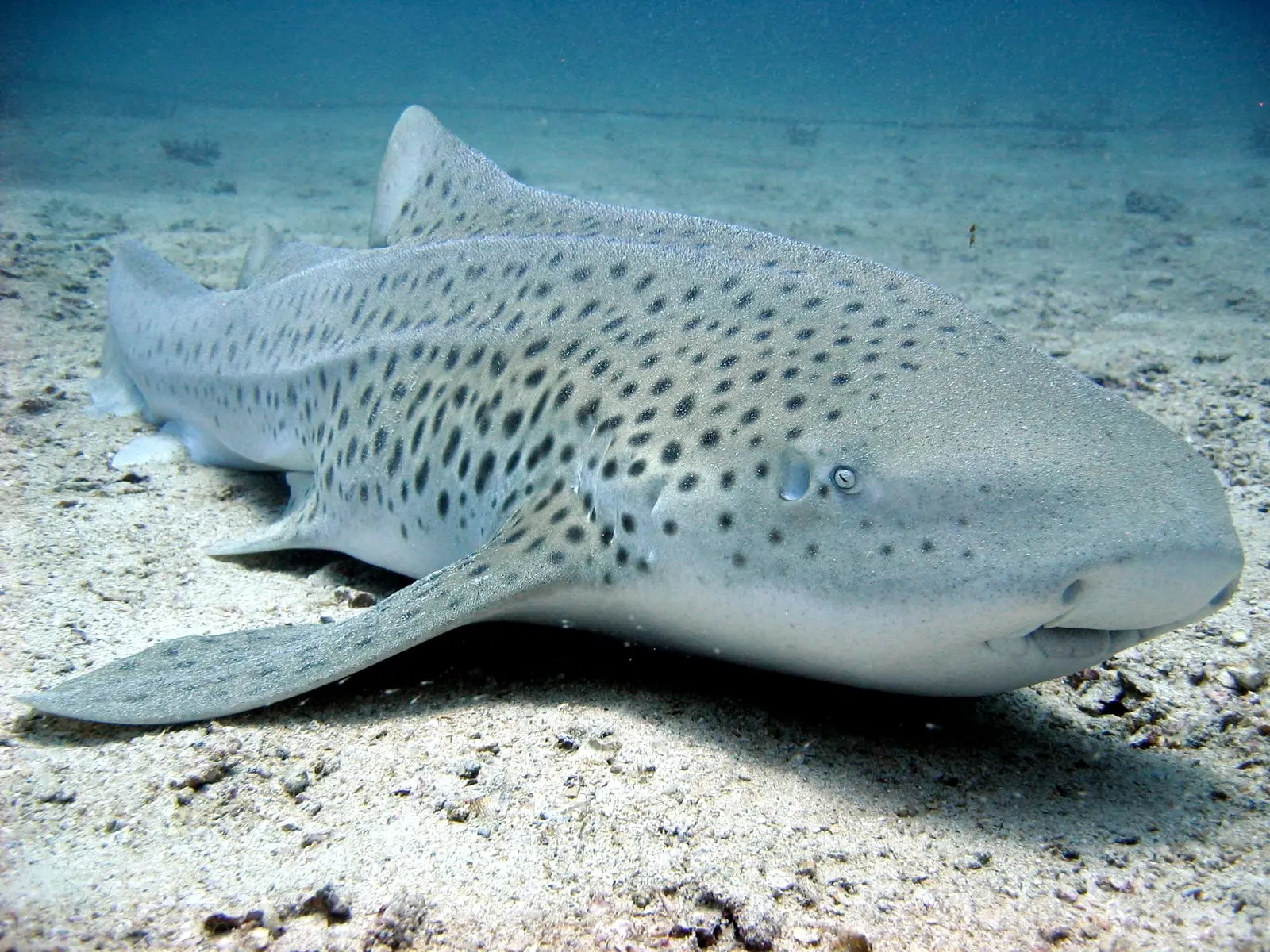 An adult leopard shark resting on sand, its pale body covered in the dark spots adults carry — juveniles are boldly striped instead, which is why the species is also called the zebra shark.