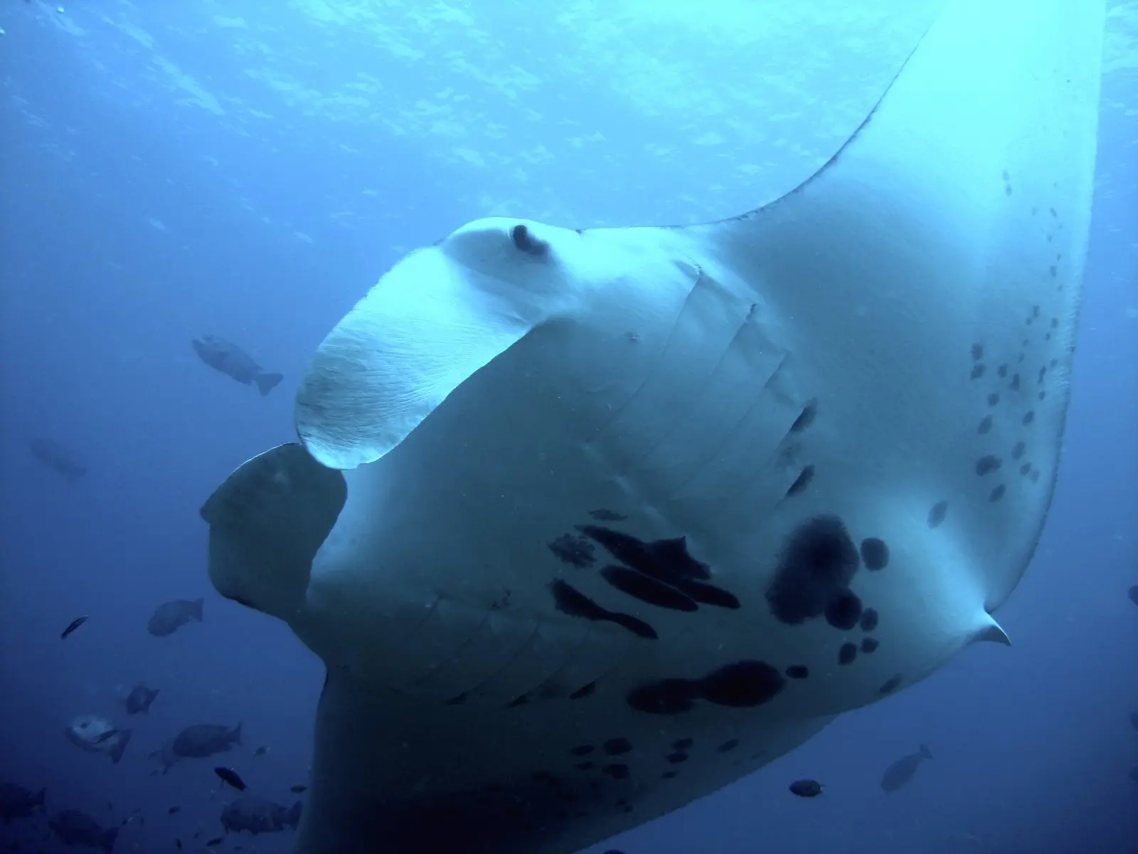 A reef manta ray seen from below, its pale underside marked with the dark spot pattern that identifies each individual, gliding over a Maldivian cleaning station.