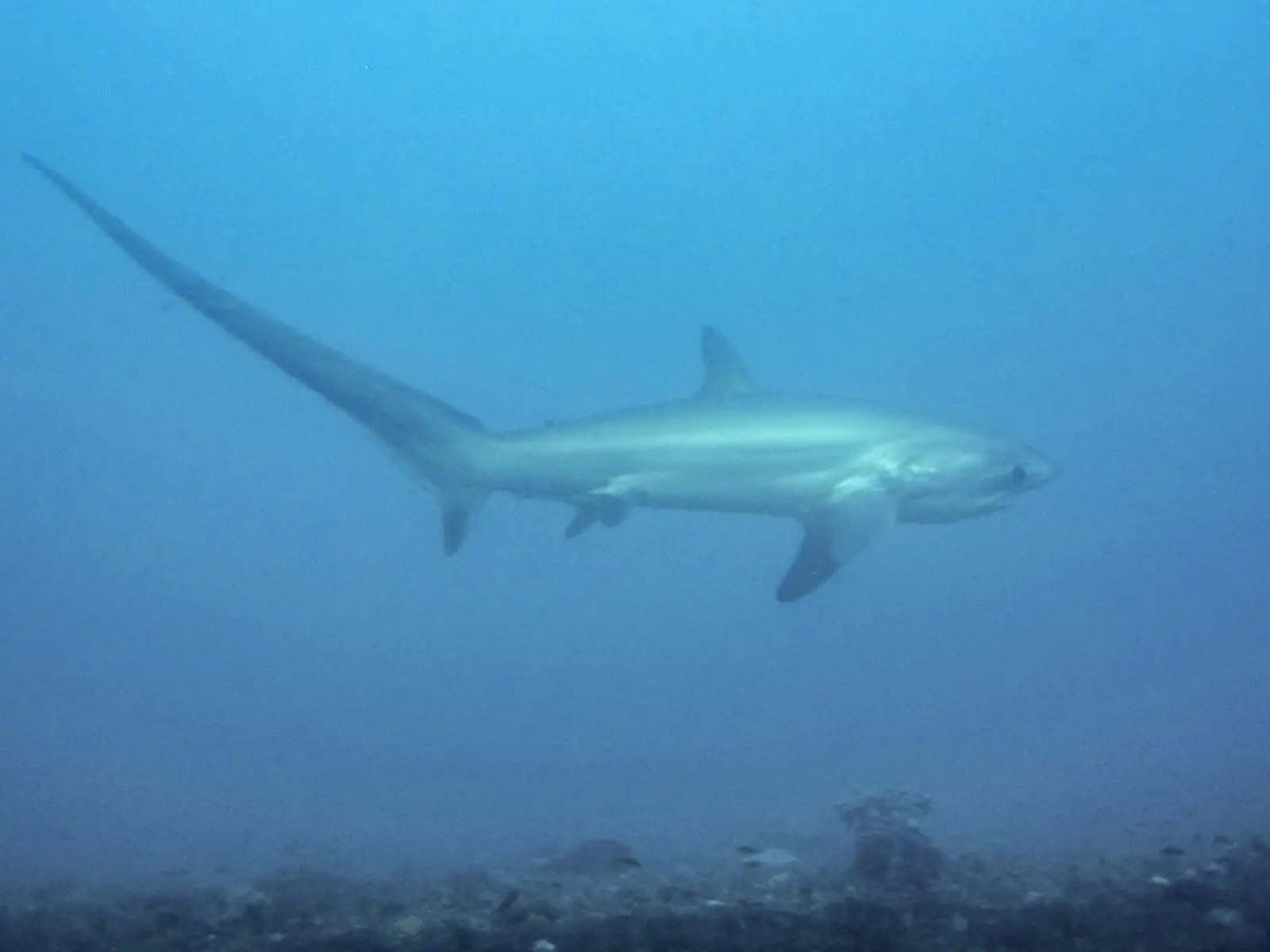 A pelagic thresher shark passing over the shoal in dim early-morning light, its upper tail lobe roughly as long as the rest of its body.