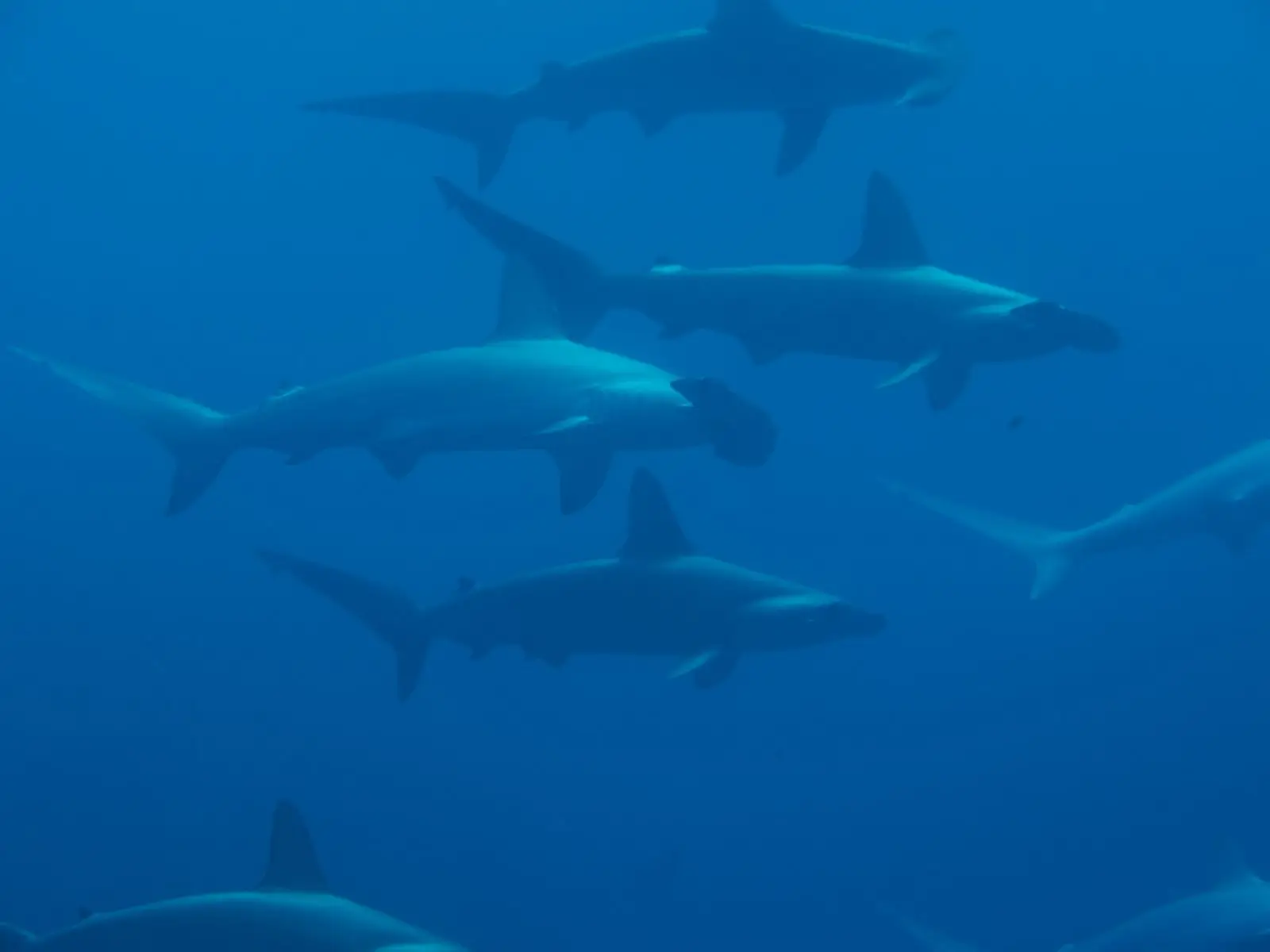 A school of scalloped hammerheads cruising through blue water, several of the notched, hammer-shaped heads clearly visible.