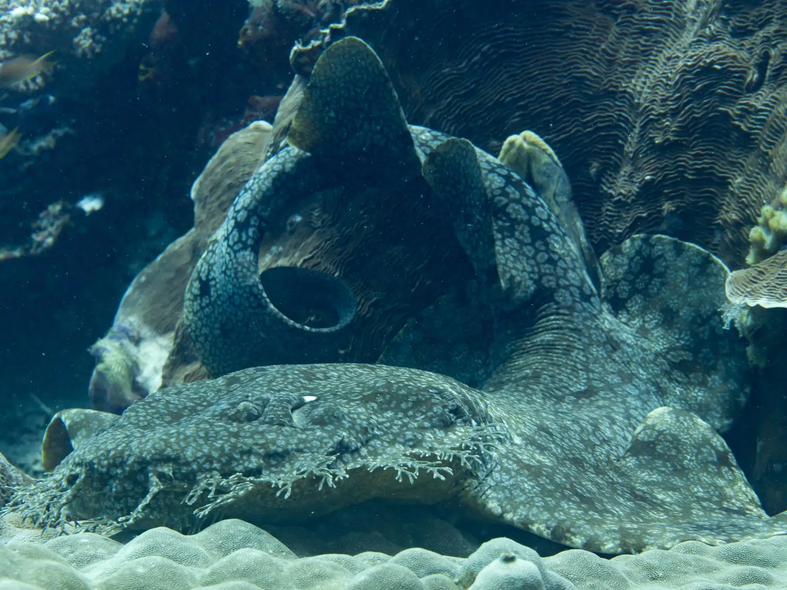 A tasselled wobbegong resting motionless under a coral ledge in Raja Ampat, its fringed beard and mottled pattern blending into the sponges around it.