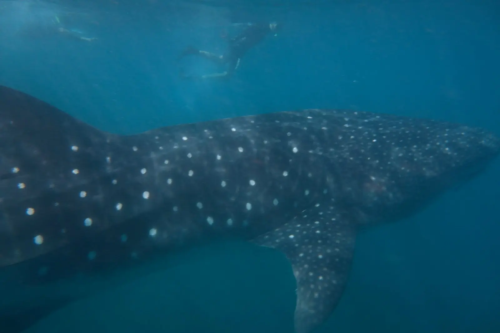 A whale shark cruising just below the surface at Ningaloo Reef, its checkerboard of pale spots clearly visible, with a snorkeller above for scale.