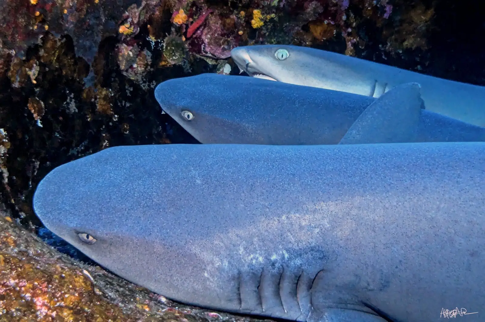 Three whitetip reef sharks lying stacked and motionless under a rocky ledge, resting through the day.
