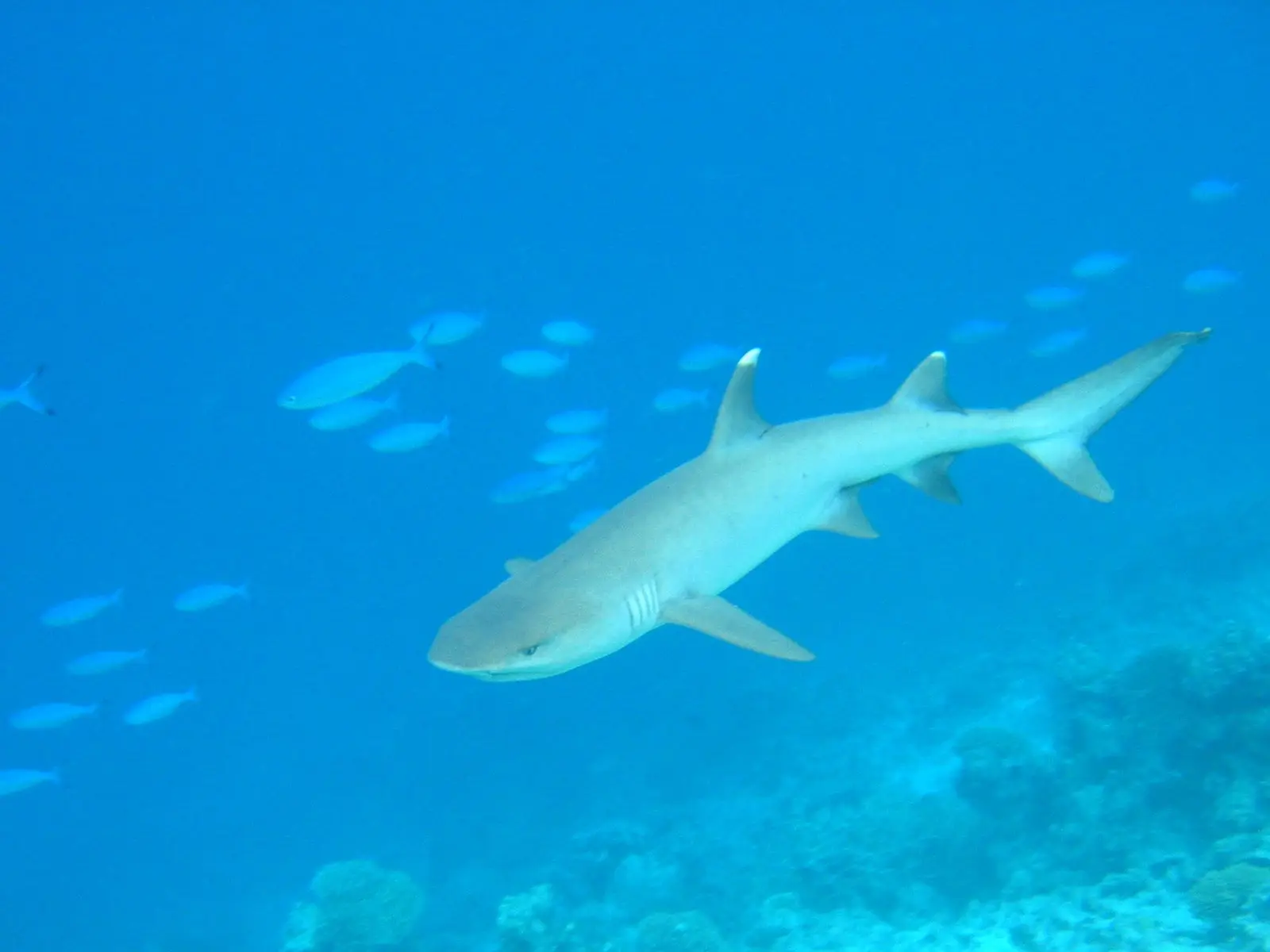 A whitetip reef shark swimming over the reef, the white tips on its first dorsal fin and upper tail lobe clearly visible.
