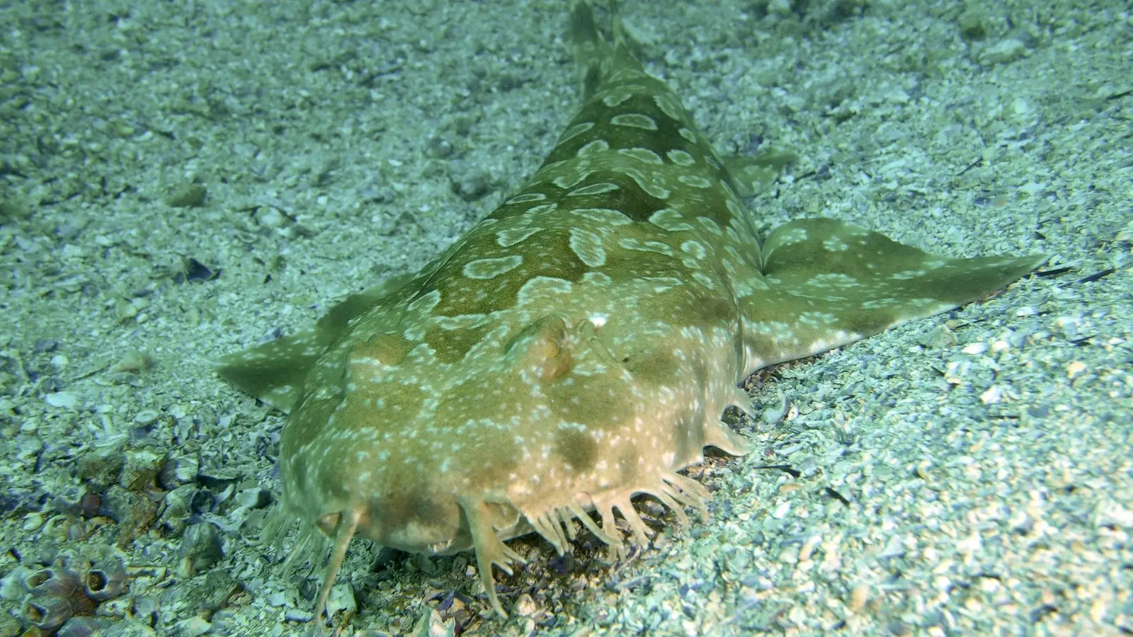 A spotted wobbegong resting head-on on sand, the branching fringe of skin lobes around its jaw and its carpet of pale O-shaped rings clearly visible.